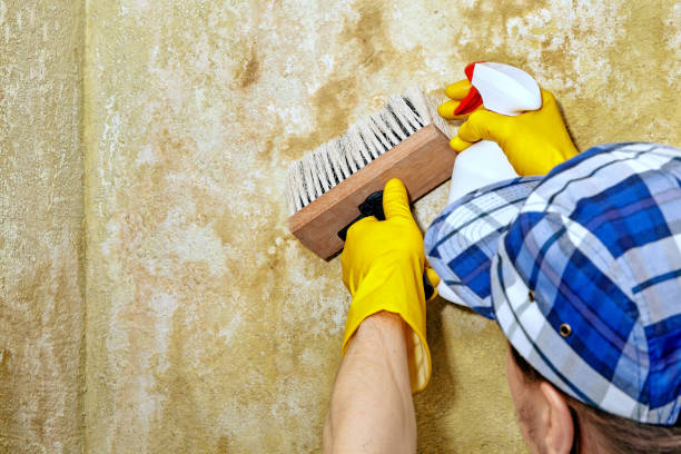 Reliable Fort Washington, MD Mold Removal Solutions